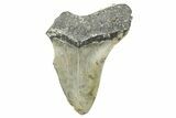 Partial, Fossil Megalodon Tooth - North Carolina #371541-1